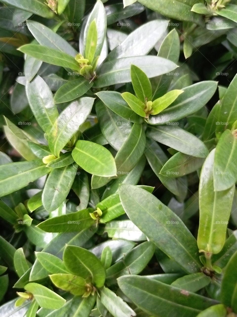 leaves