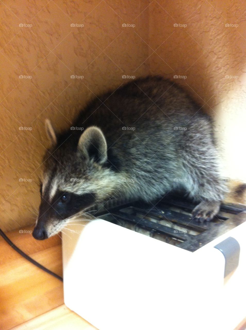 Raccoon on a toaster 