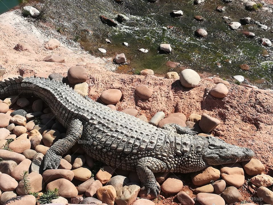 crocodil in the nature