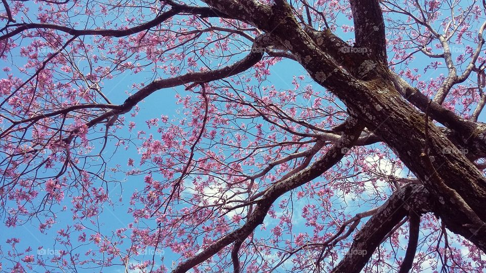 Árvore de ipê florida