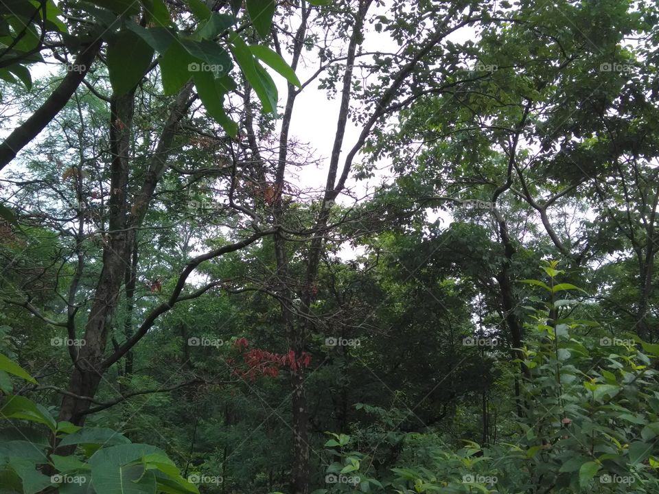 The beautiful seen on Rampur forest.