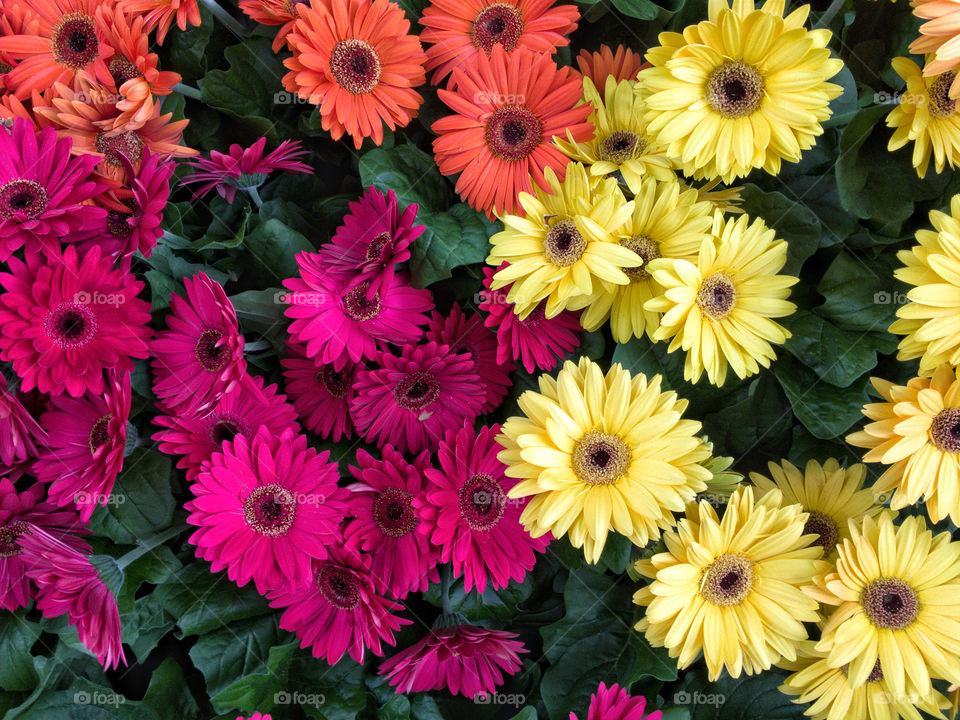 Beautifully coloured flowers blooming