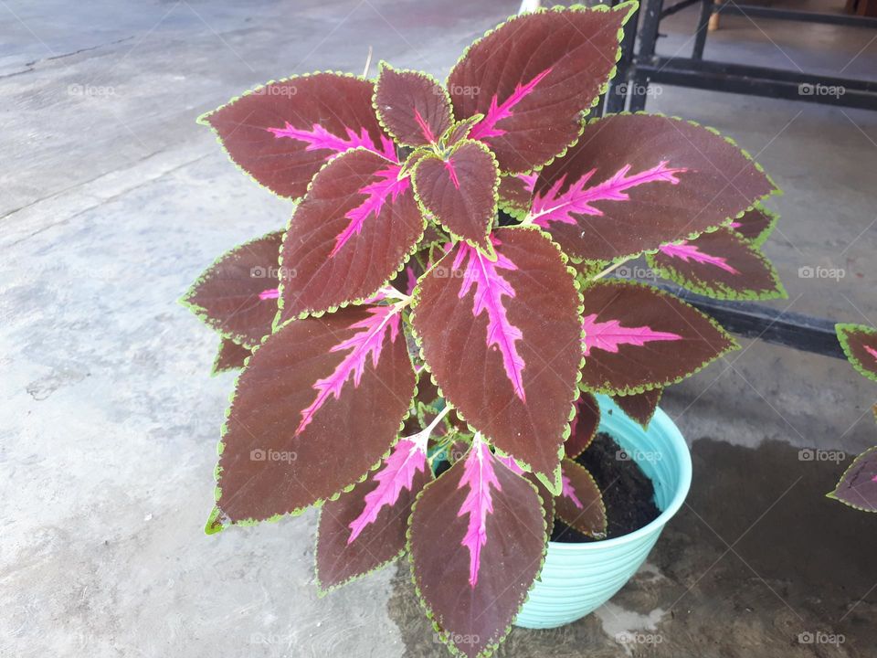 pink and brown patterned flowers thrive in pots in summer