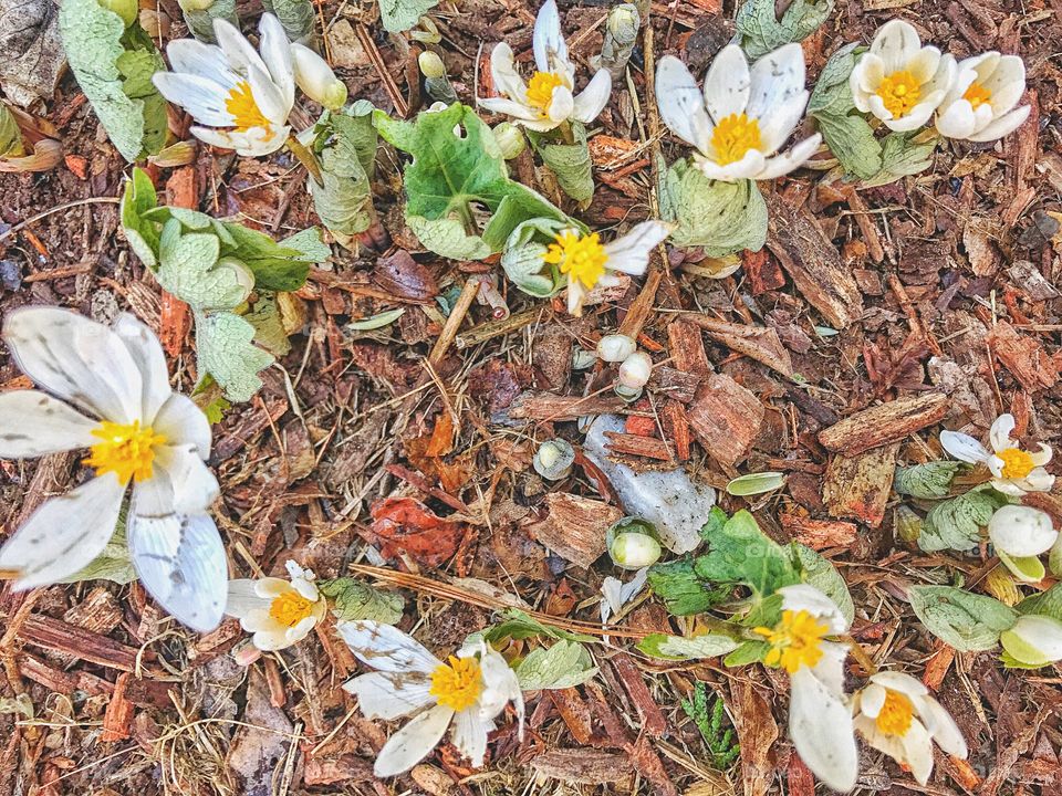 Bloodroot....