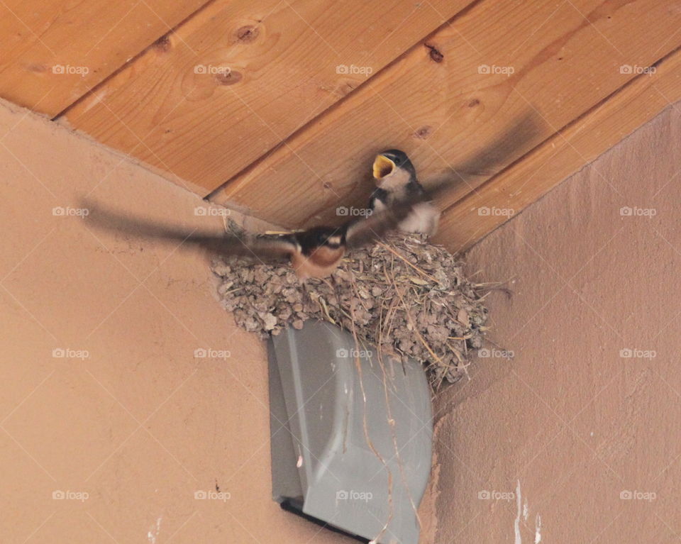 Bird leaving the nest