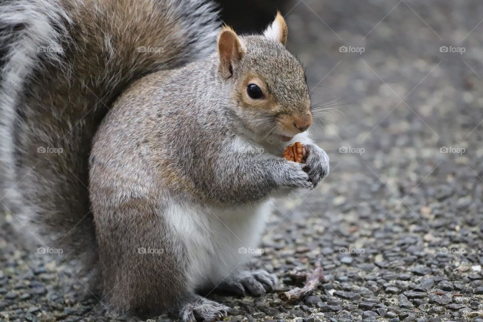 Squirrel holding a nut 