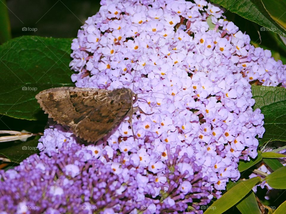 A Moth enjoying Buddleia nectar