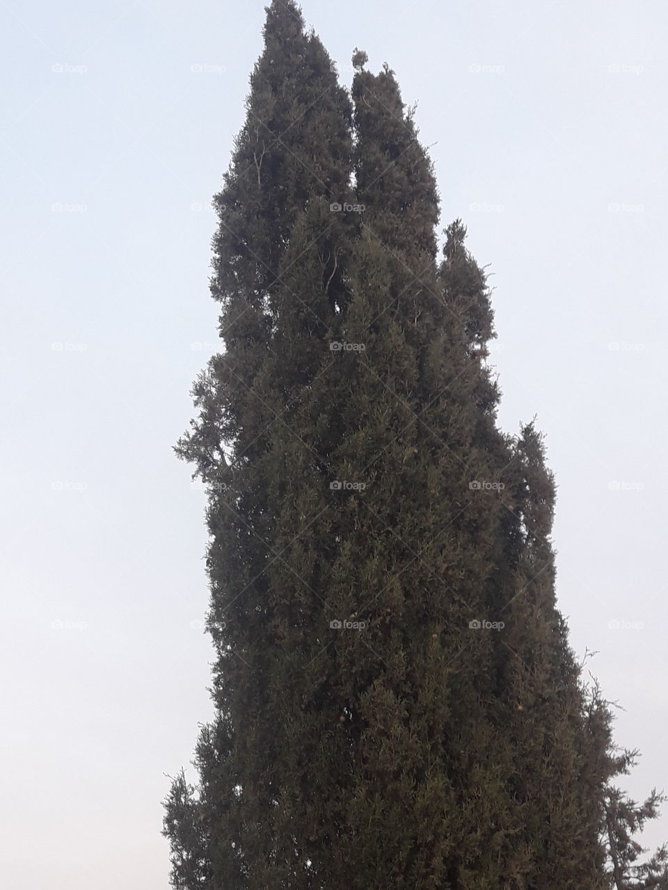 beautiful cypress
