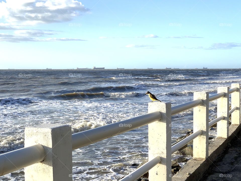 Bird by the sea in Brazil