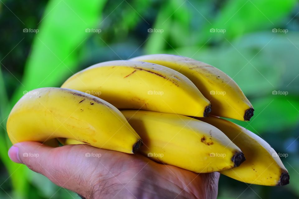 Bananas 