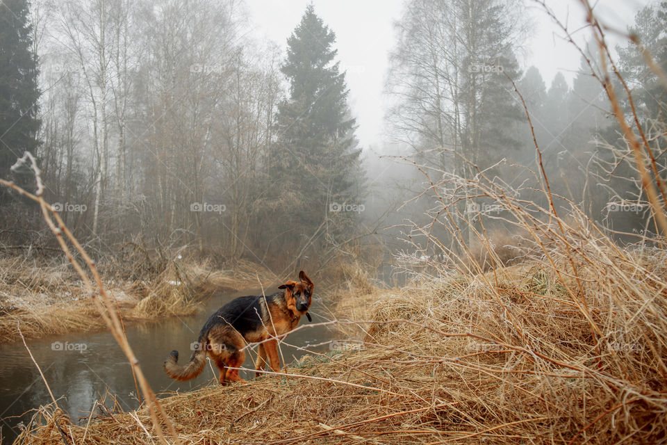 German shepherd young male dog walking outdoor at spring day