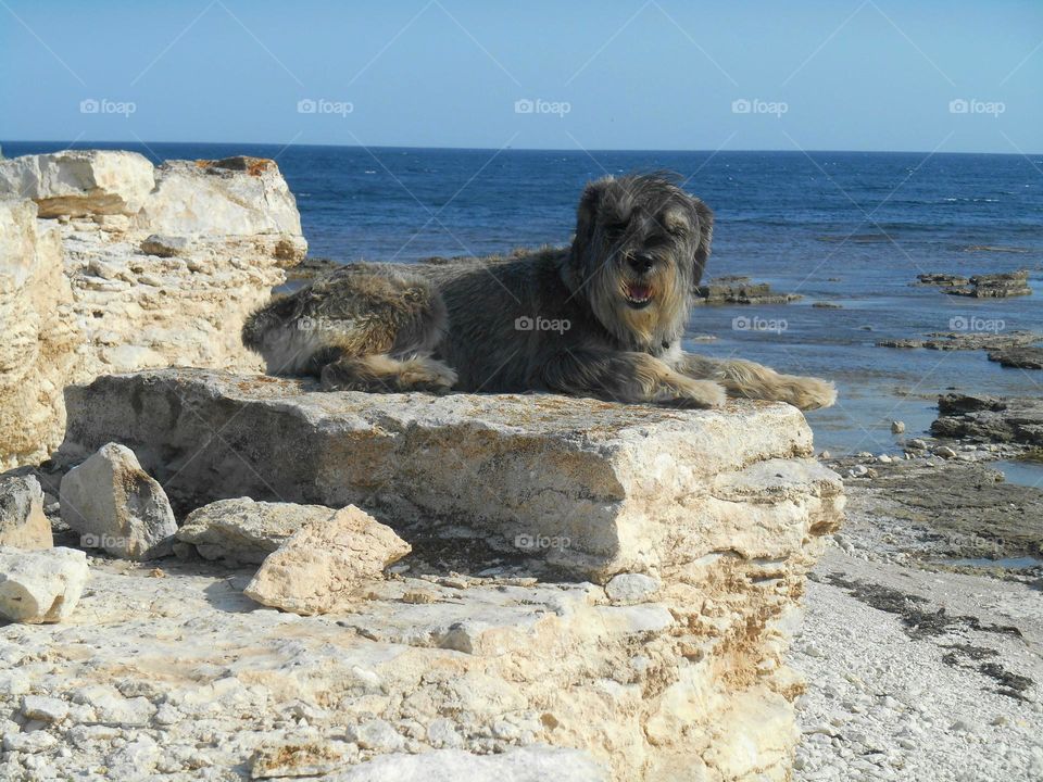 dog on the sea stones resting