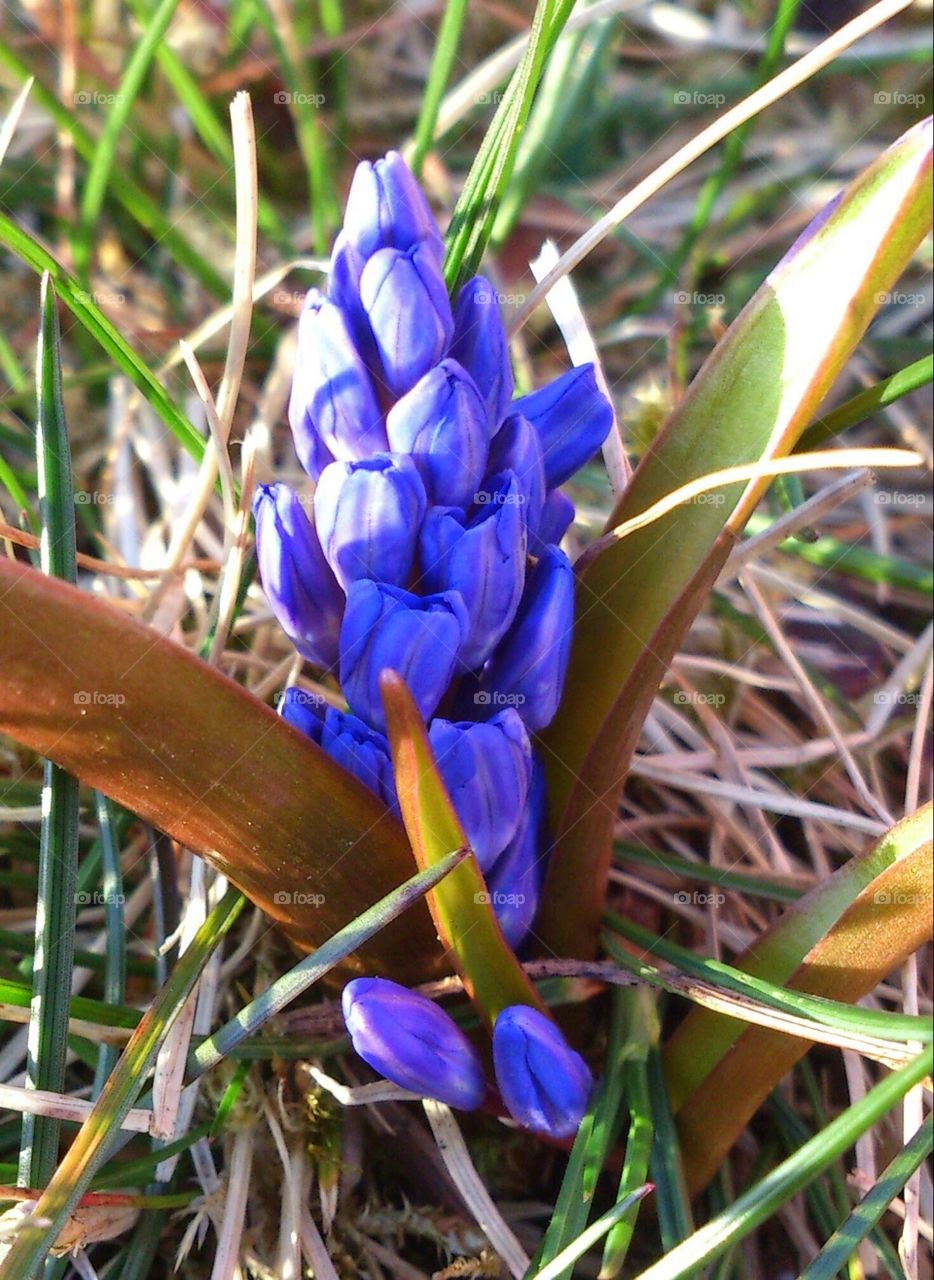 scilla bud