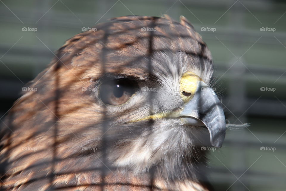 Sun shining through cage cast shadows on head of red-shouldered hawk recovering from injury at Penitentiary Glenn Nature Preserve  