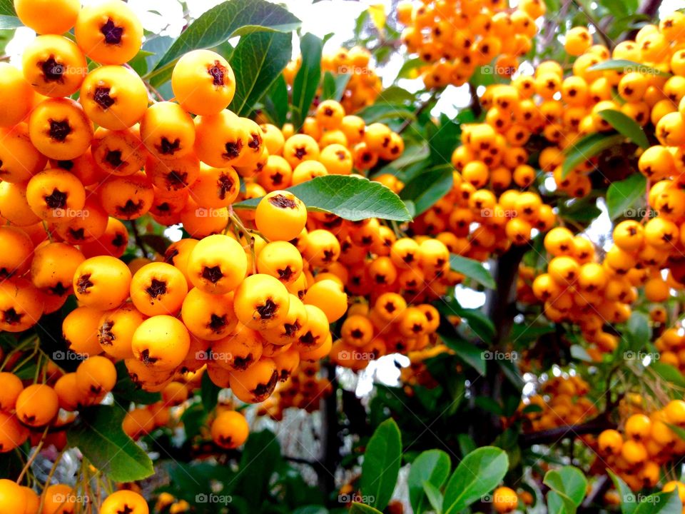 A spot of colour in an otherwise dead looking garden 