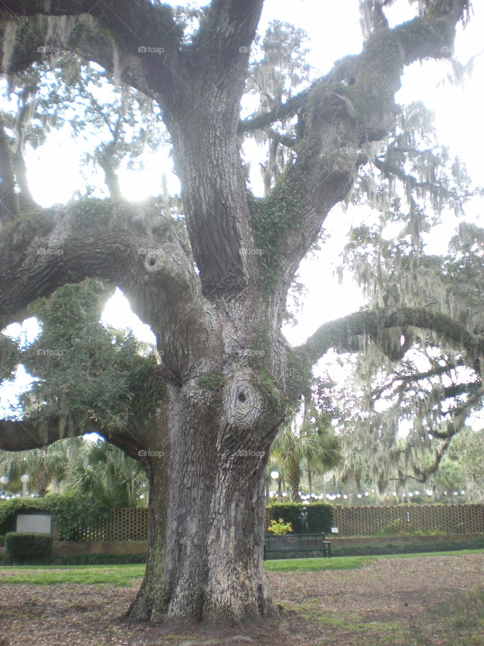 ancient live oak. towering majesty