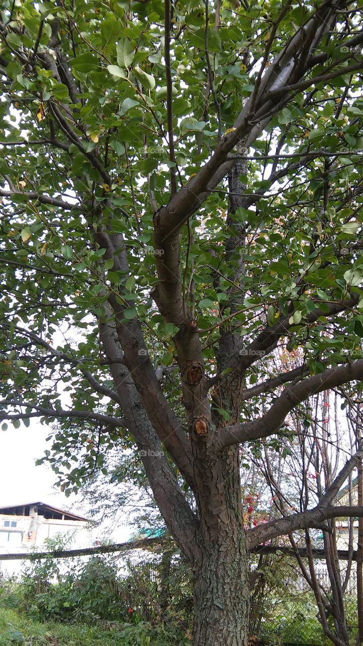 грушевое дерево