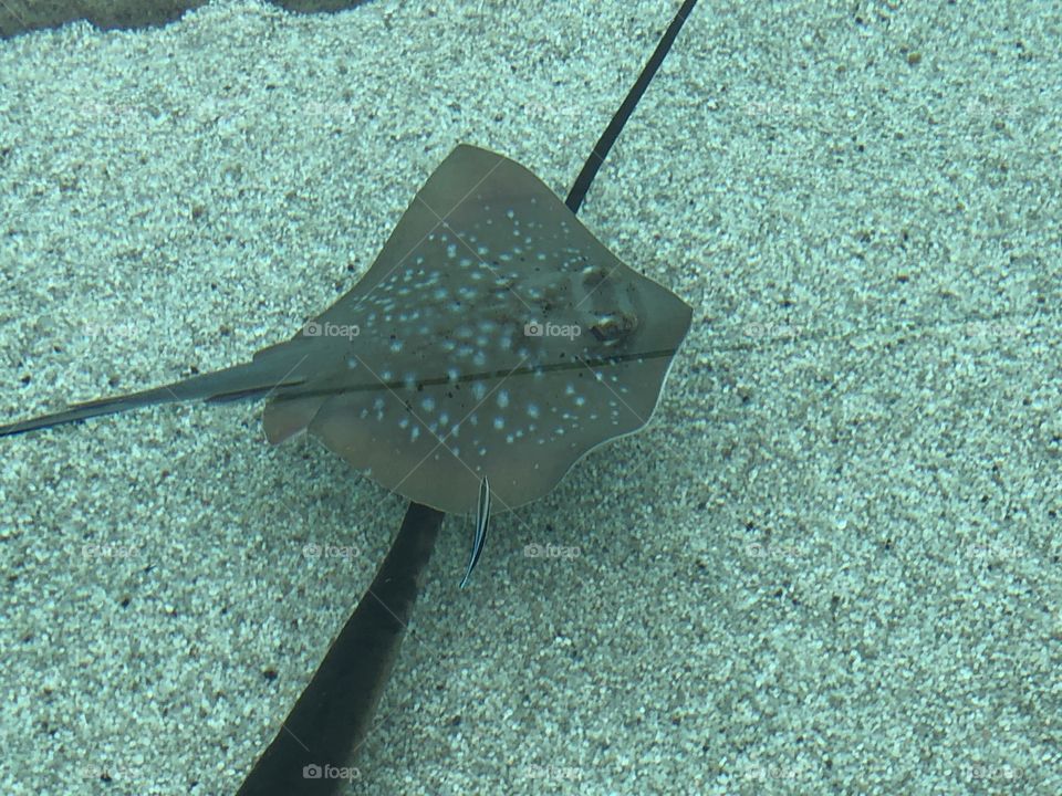 Stingray 