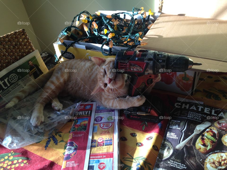 Orange tabby kitten loving the power tools