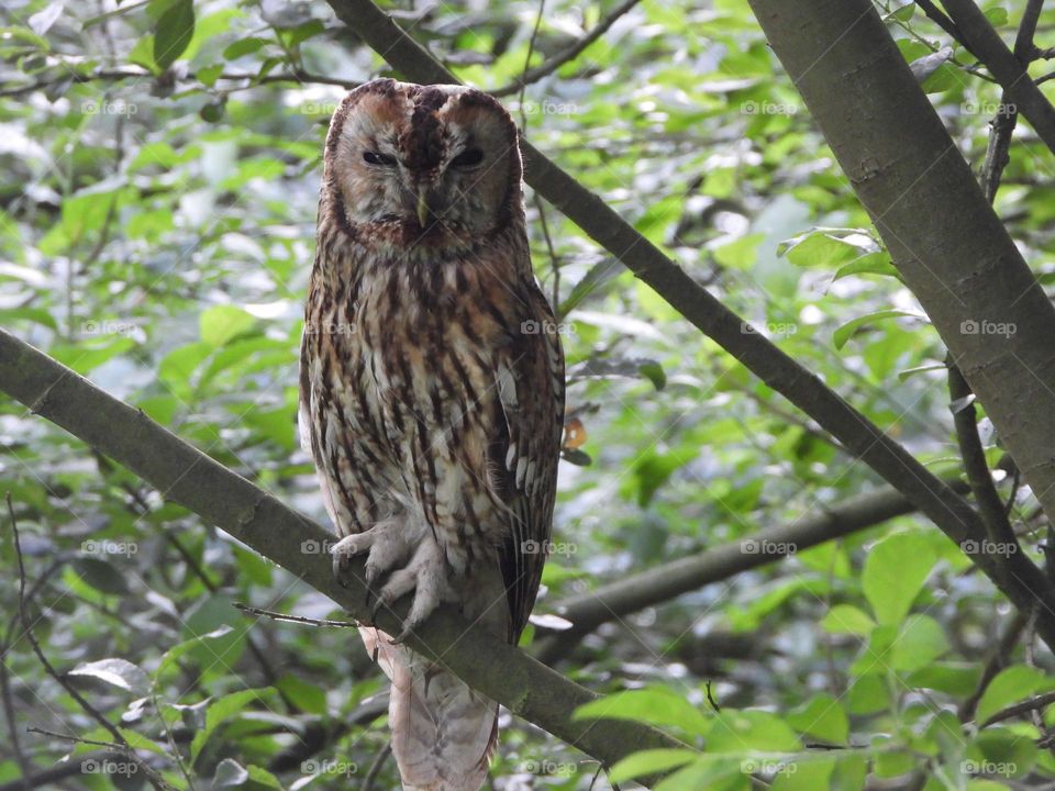 A owl in a tree 