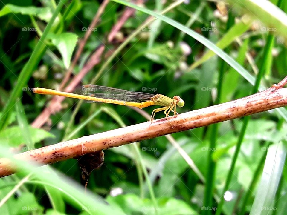 Dragonfly sitting on a littile trees branch