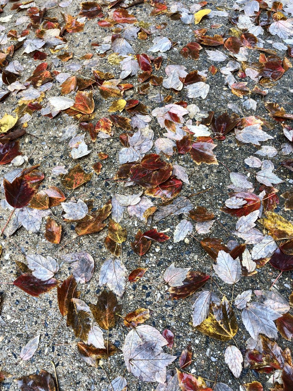 Fallen leaves on the sidewalk 