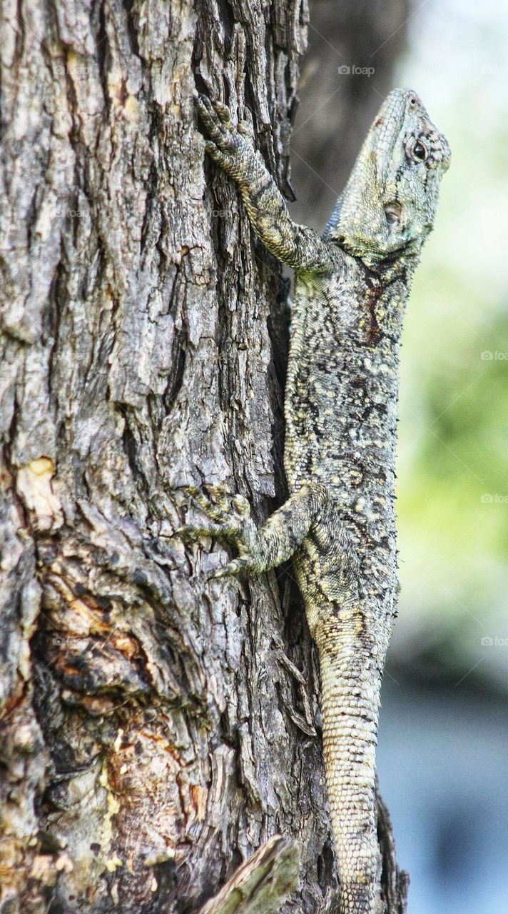 camouflage. a tree agama