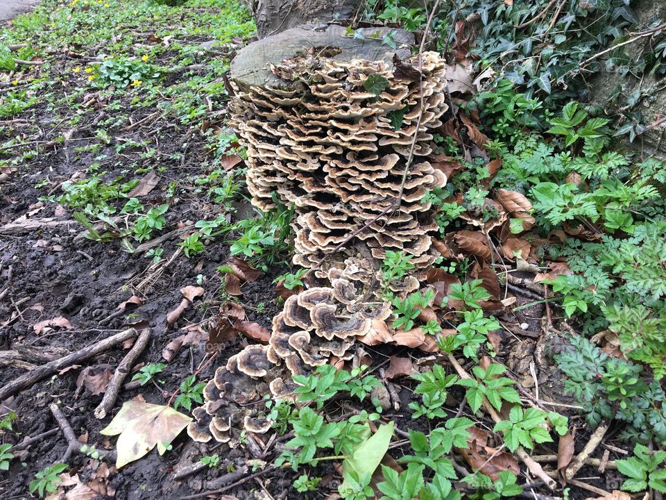 Tree stump covered in mushrooms or fungi