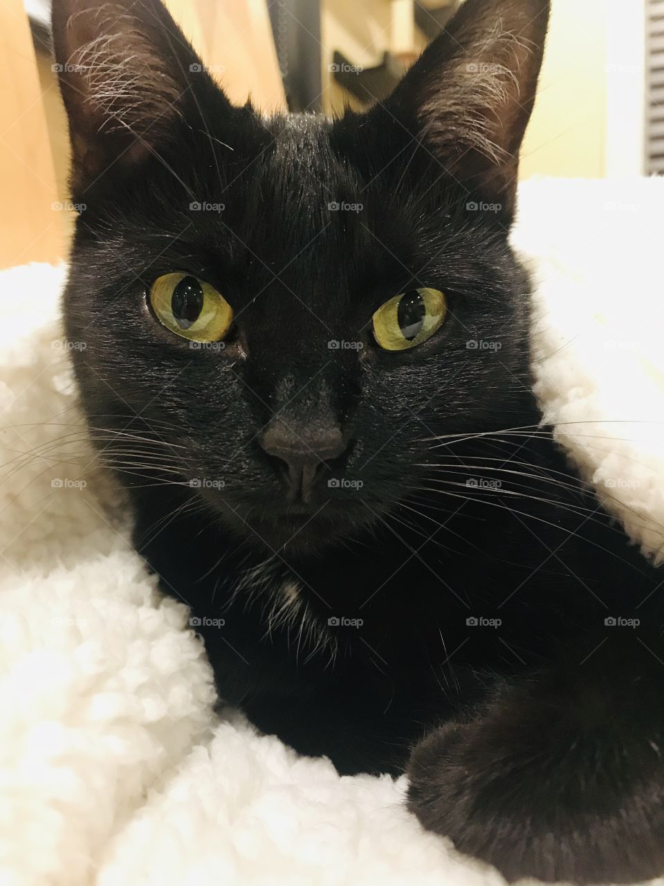 Fun photo with darling black kitty cat laying completely cuddled up in cozy white blanket!! 