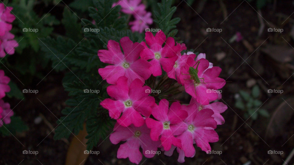 pink flowers with a friend, green bug