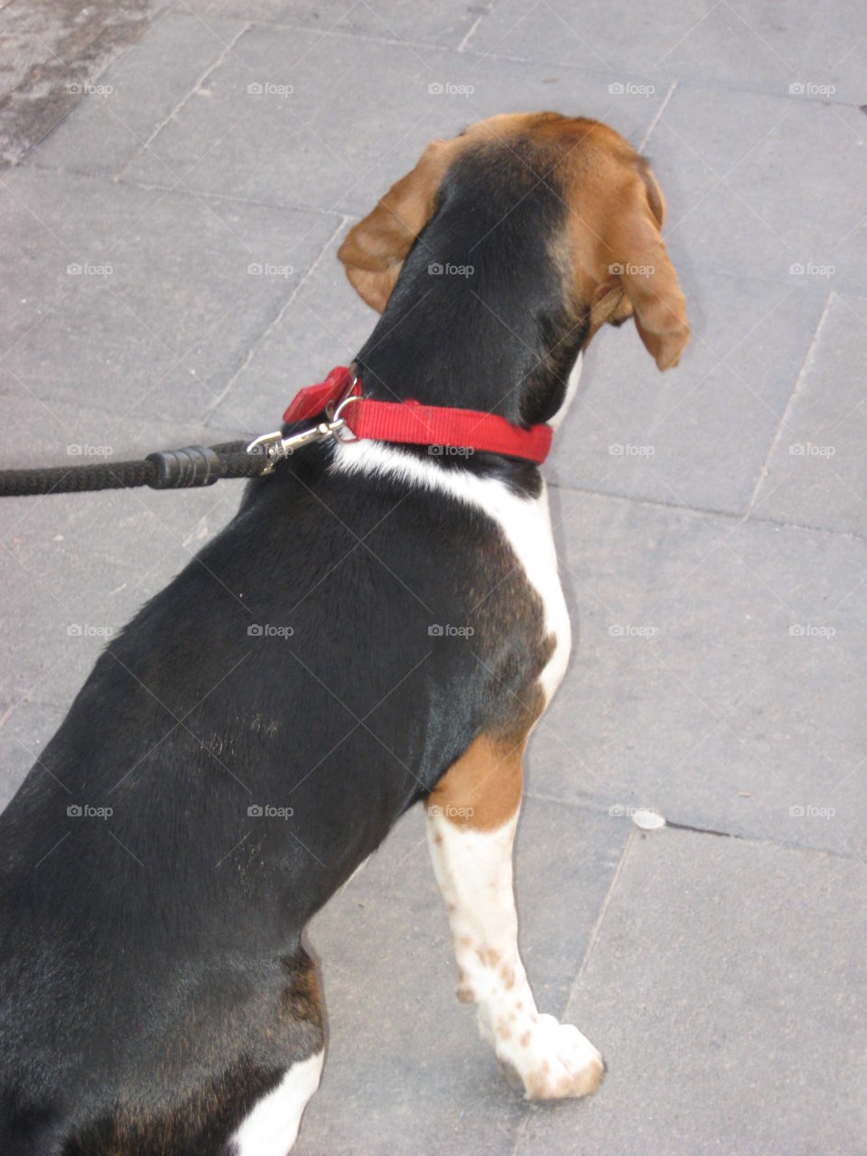 Beagle back view 