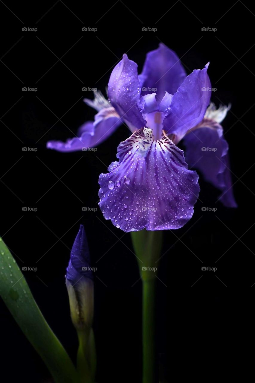 Beautiful purple colour flowers in bloom