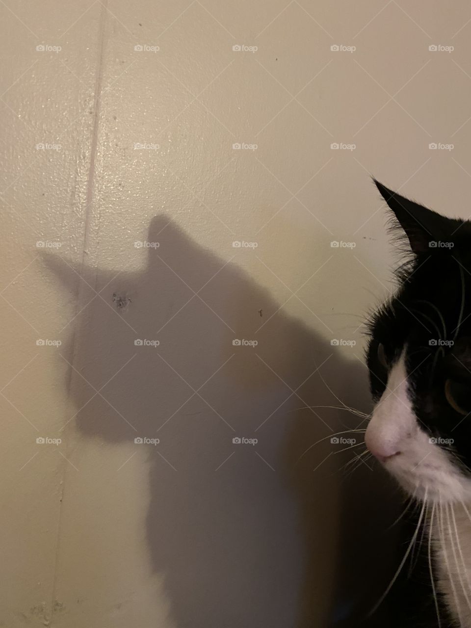 Cat and his shadow 