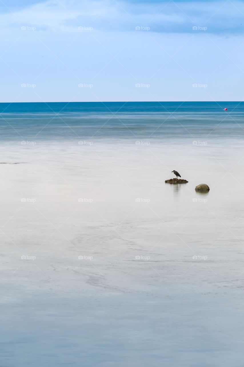 A bird wait to see fish in shore