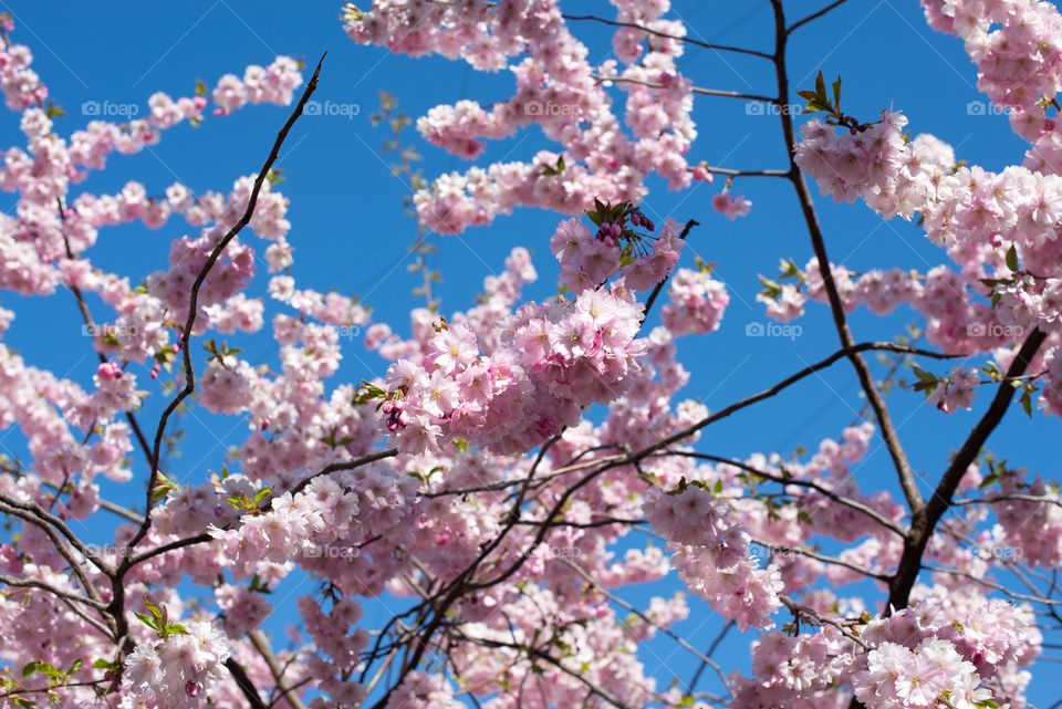 Sakura branches.