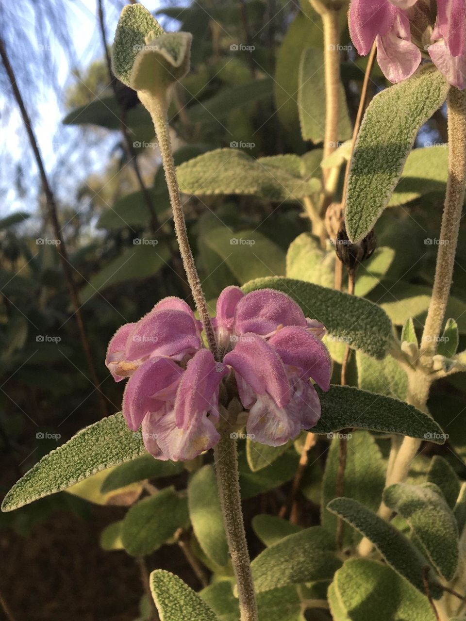 Evening light on wild pinky salvia