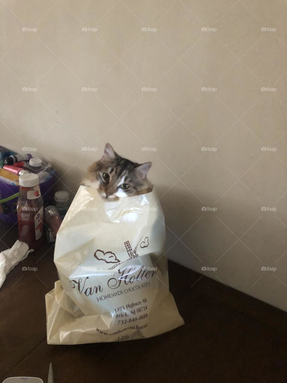 Just a cat in a bag!