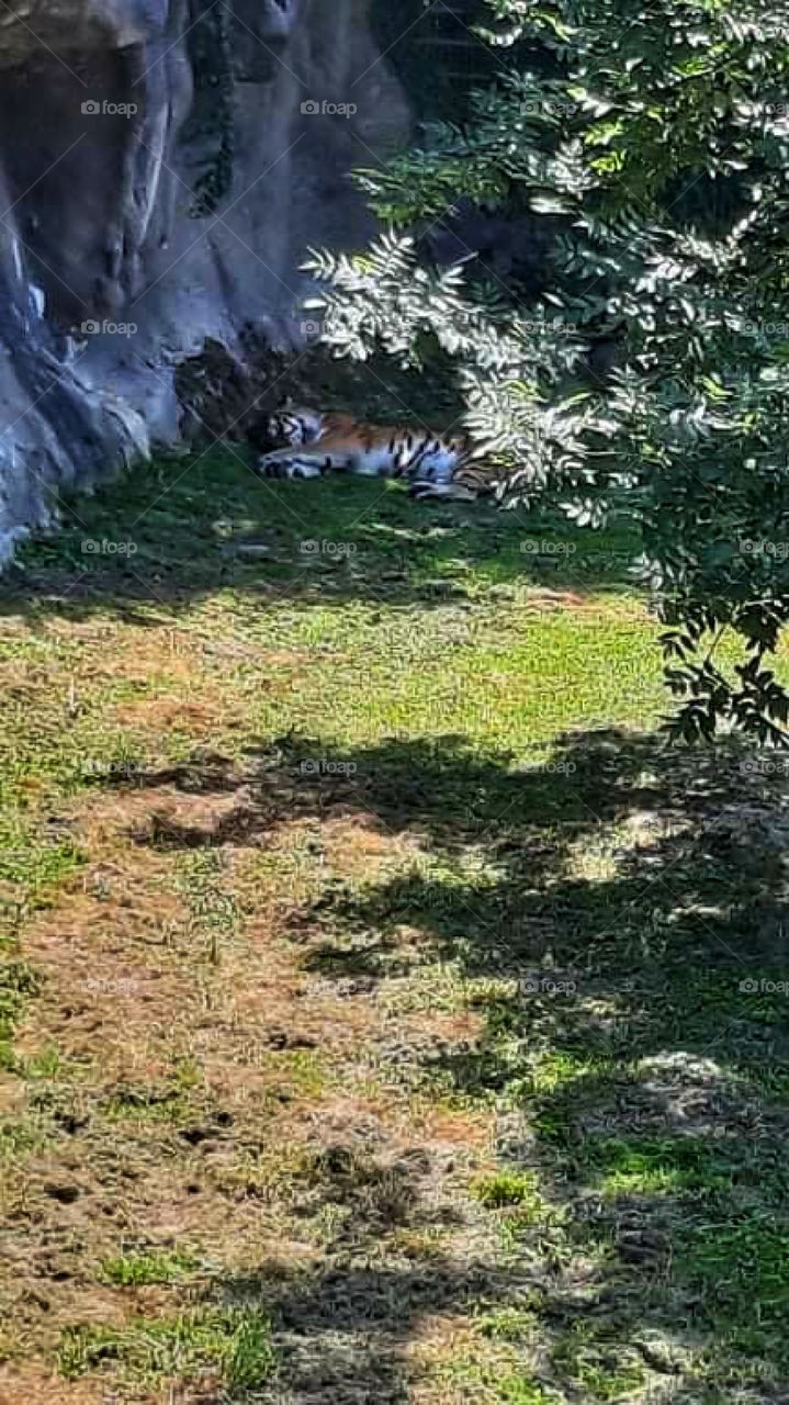 Tiger sleepping on a sunny evening