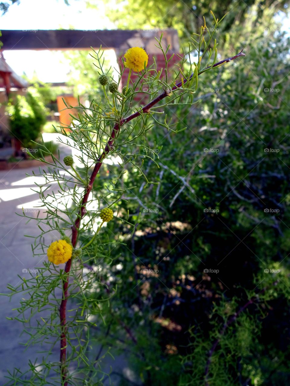 Yellow balls flowers