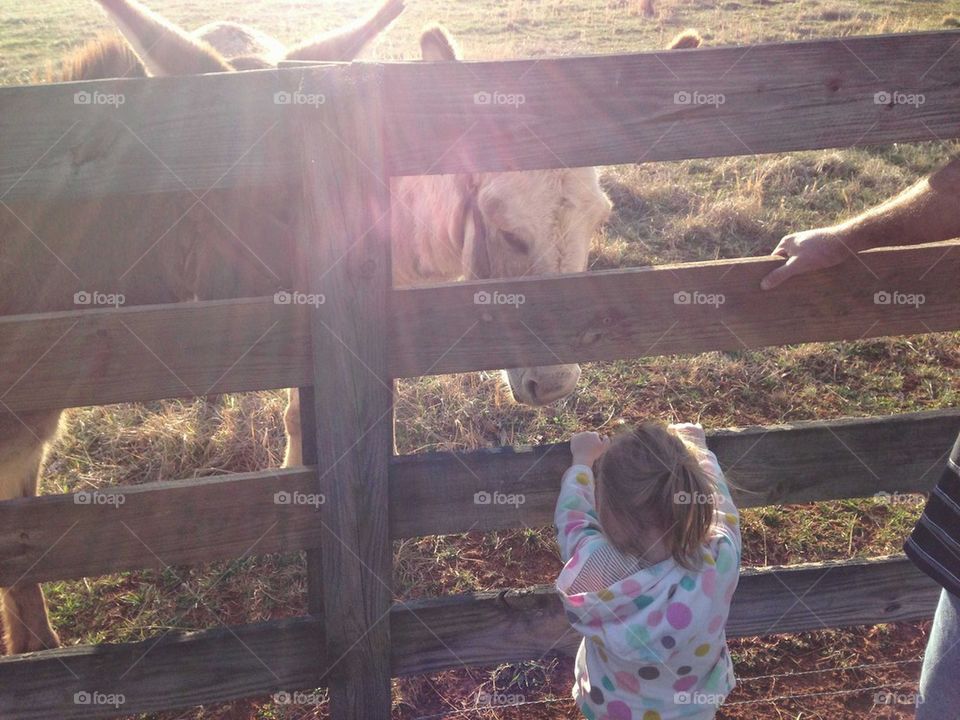 Toddler Feeding Donkeys