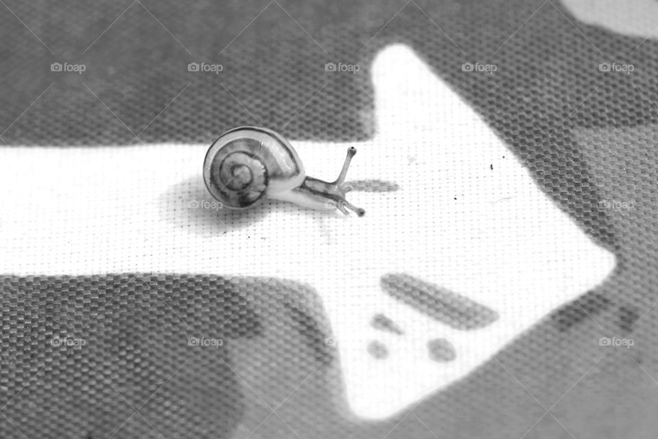 The way forward 
Tiny snail on arrow