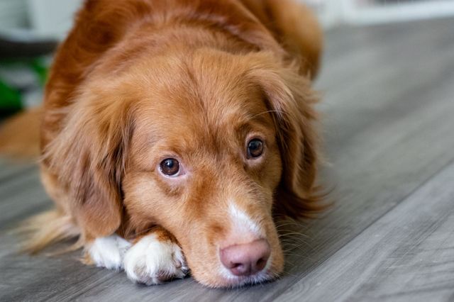 Dog portrait 
