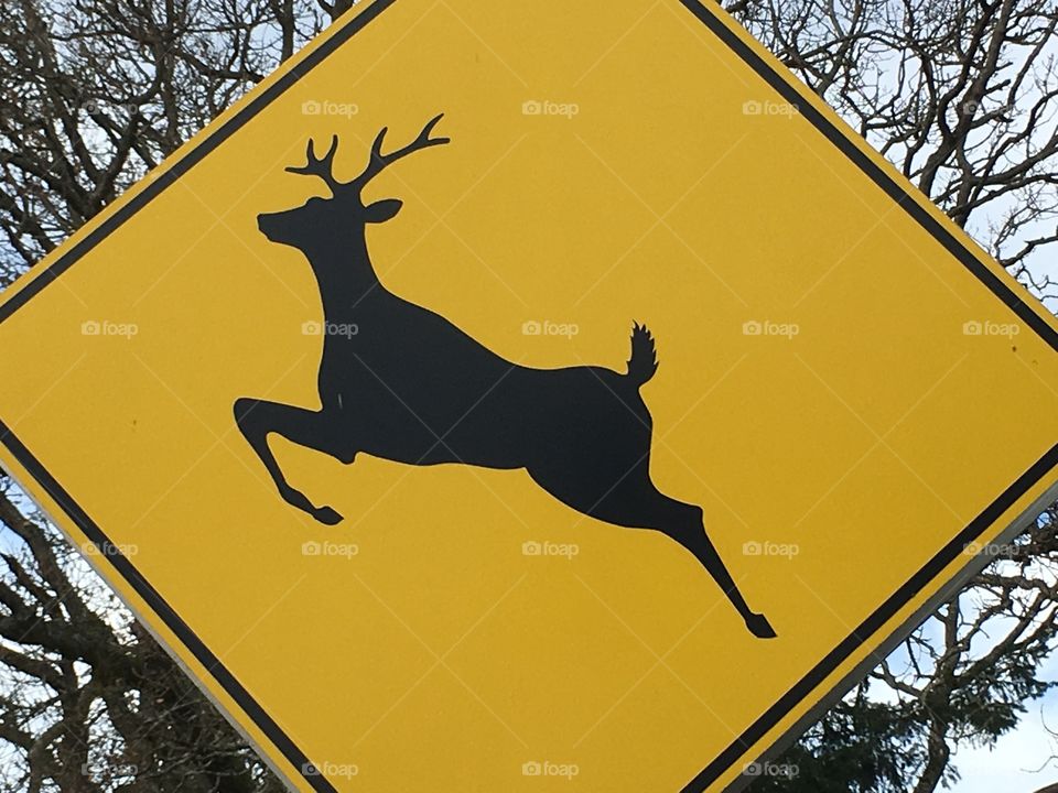 Deer on the road