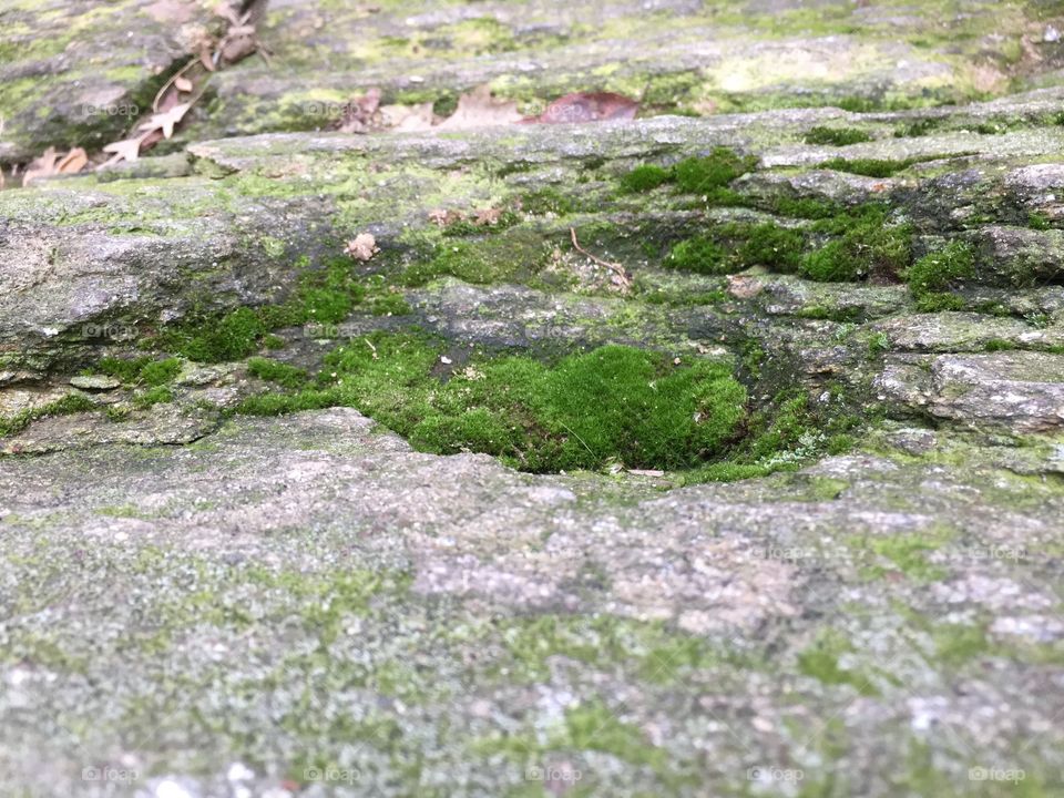 Moss covered rock in Central Park 