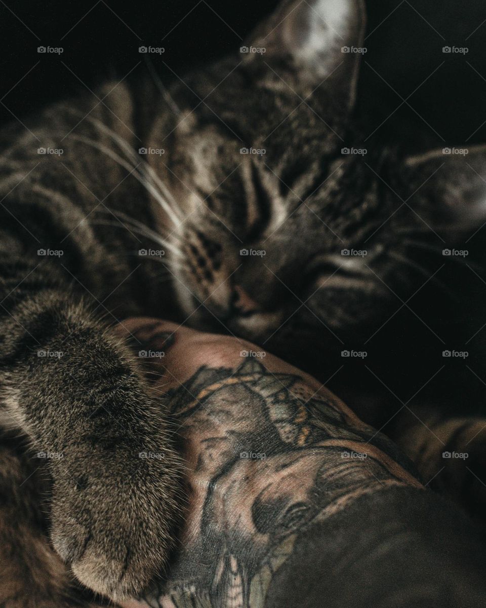 Beauty tabby sleeping with dad 