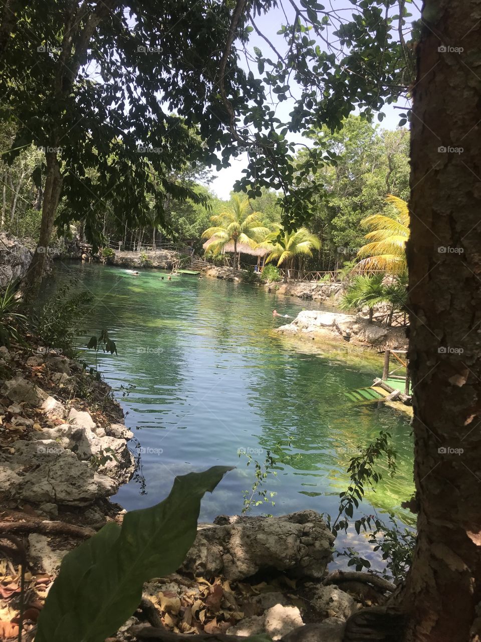 Cenote Tortunga Riviera Maya Mexico