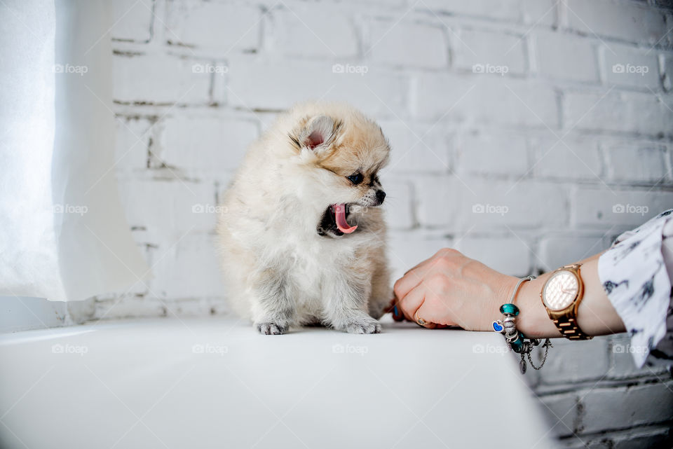 собака породы шпиц открывает пасть