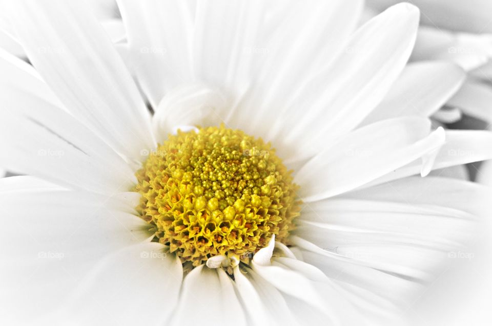 Extreme close-up of white flower