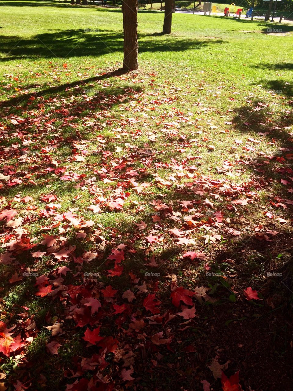 Beautiful Autumn ,Canada