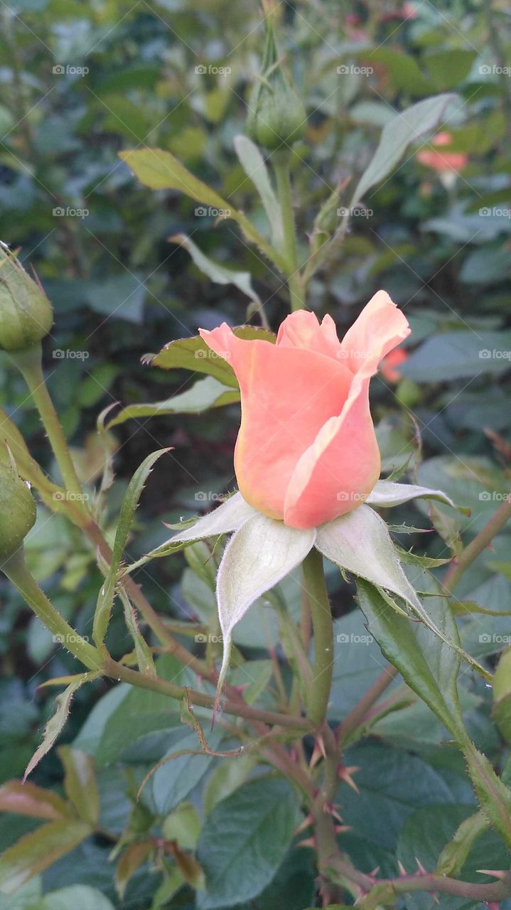 троянда